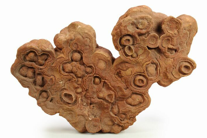 Flower-Like Sandstone Concretion - Pseudo Stromatolite #289479